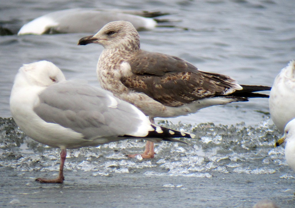 Lesser Black-backed Gull - ML173026241