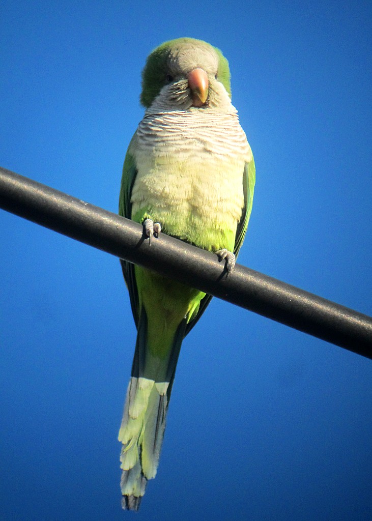 Monk Parakeet - ML173026661