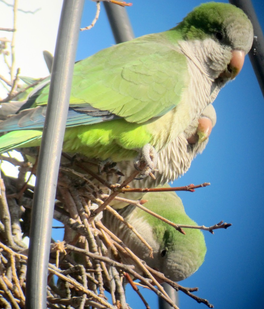 Monk Parakeet - ML173026691