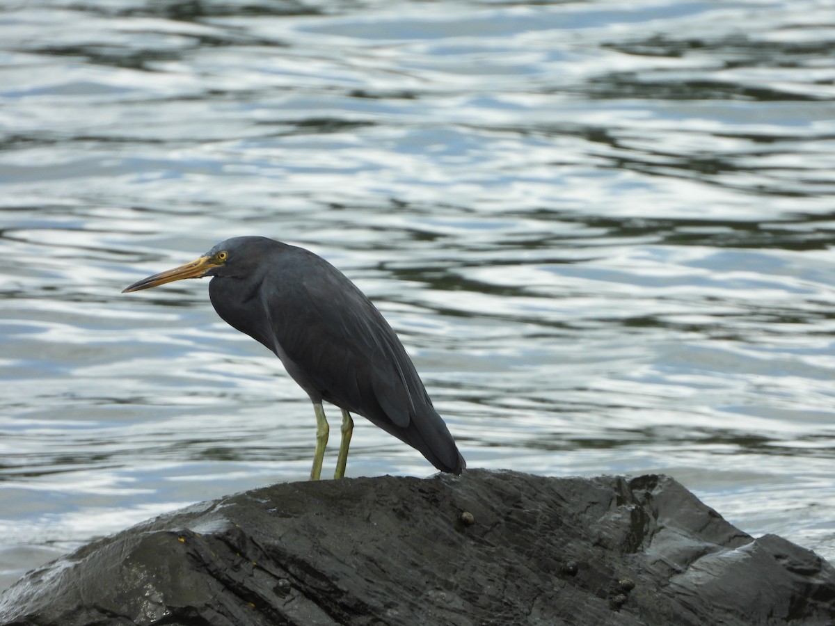 Pacific Reef-Heron - ML173026731