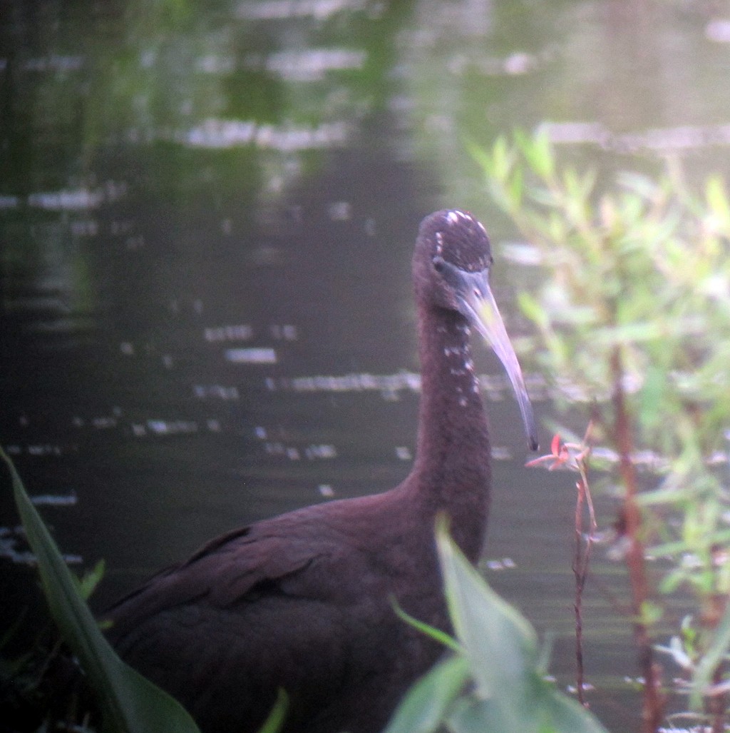 Glossy Ibis - ML173026911