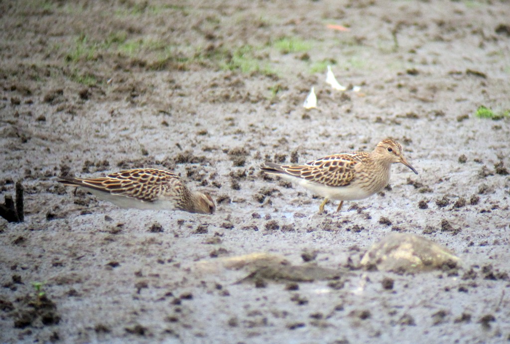 Pectoral Sandpiper - ML173027061