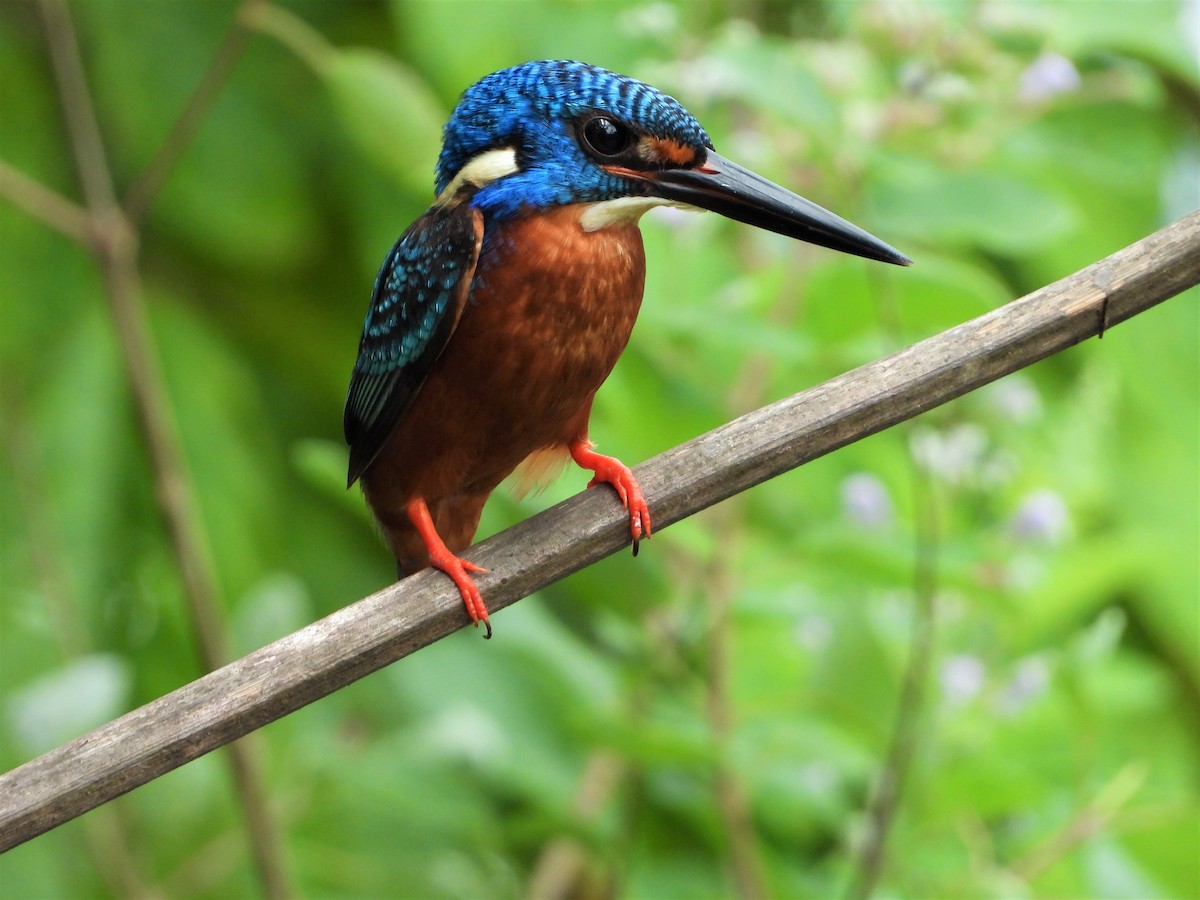 Blue-eared Kingfisher - ML173027161