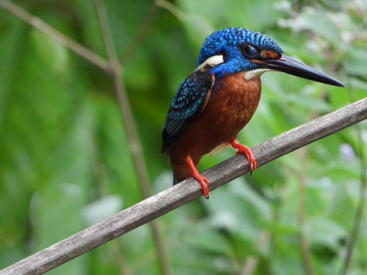 Blue-eared Kingfisher - ML173027261