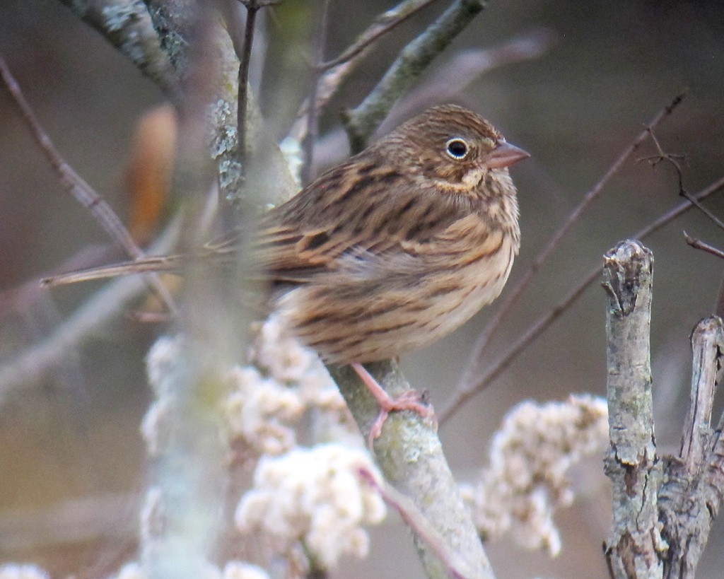 Vesper Sparrow - ML173027481