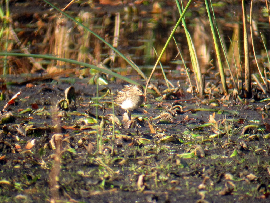 Pectoral Sandpiper - ML173027531