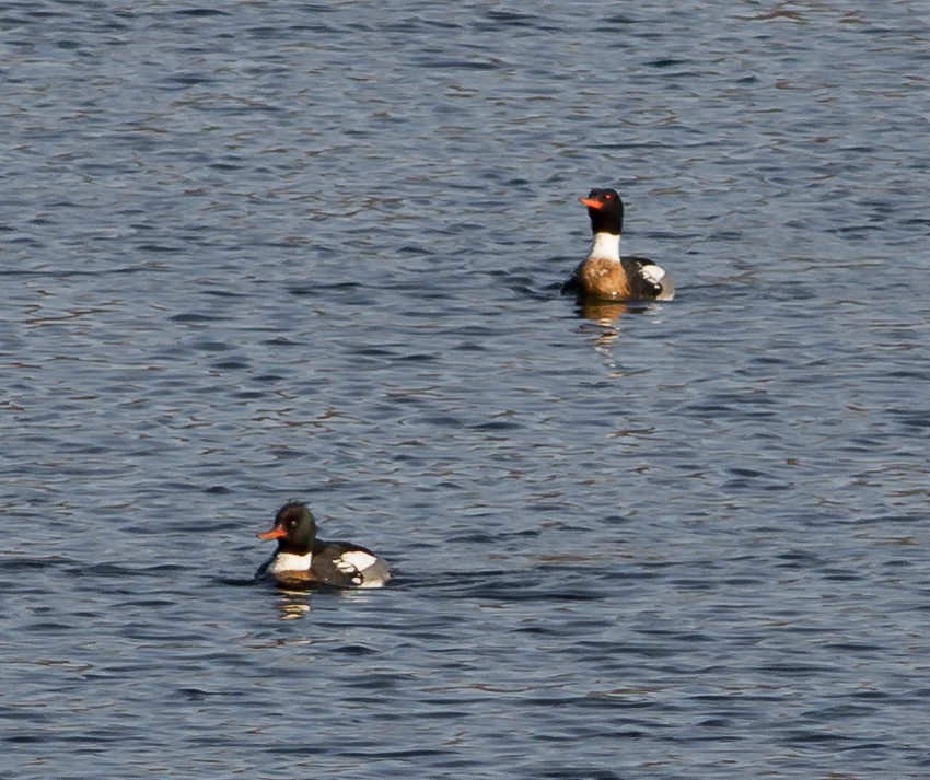 Red-breasted Merganser - ML173027831