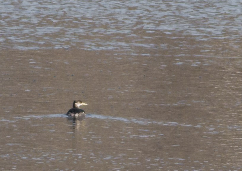 Red-necked Grebe - ML173027851