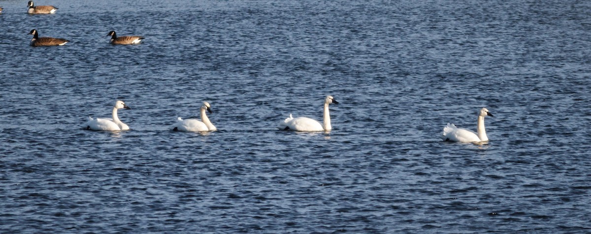 Cygne siffleur - ML173027871