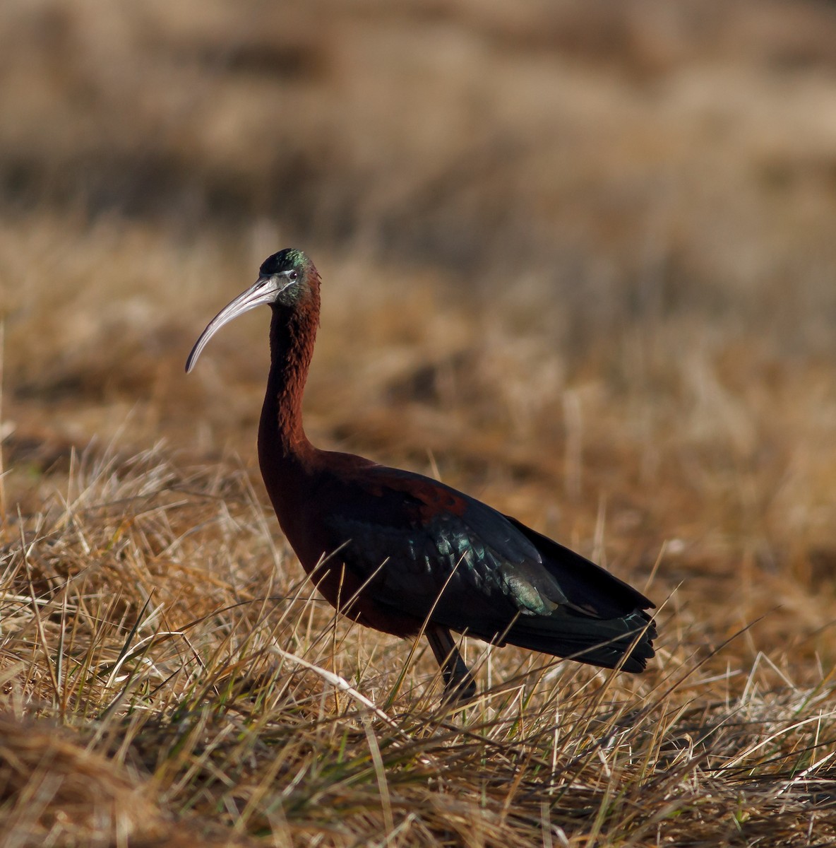 Glossy Ibis - ML173028021