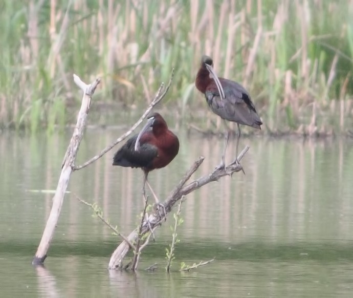 Glossy Ibis - ML173028361