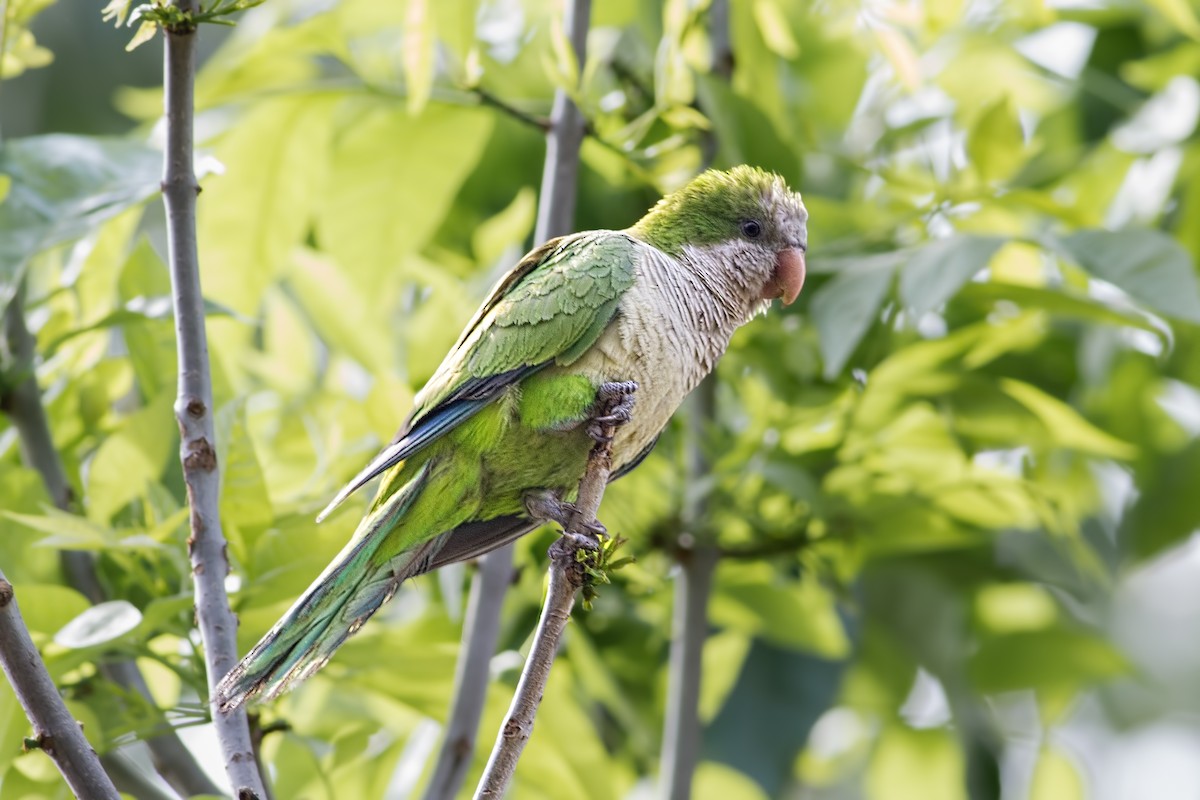 Monk Parakeet - ML173029091