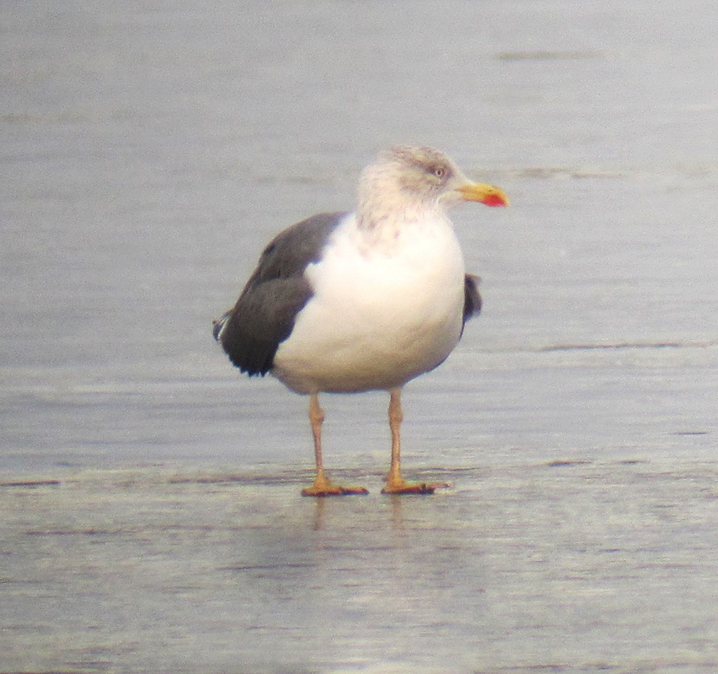 Lesser Black-backed Gull - ML173029251