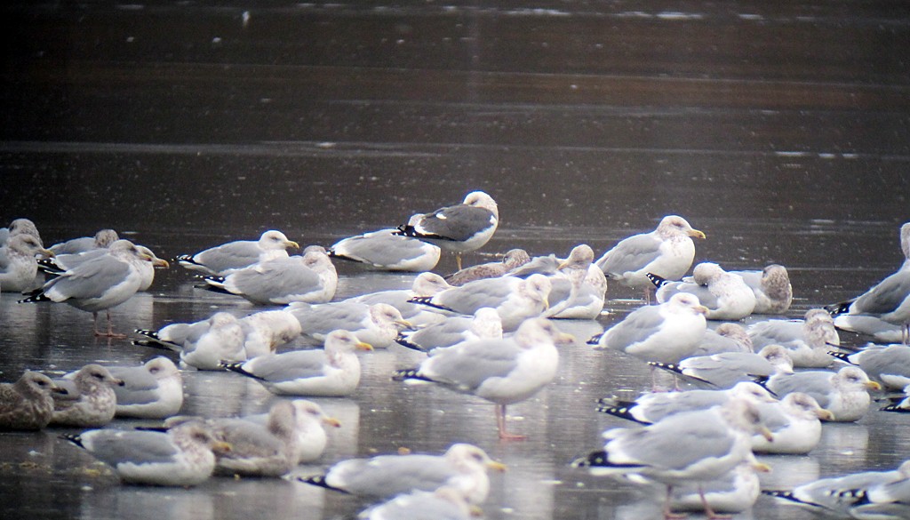 Lesser Black-backed Gull - ML173029281