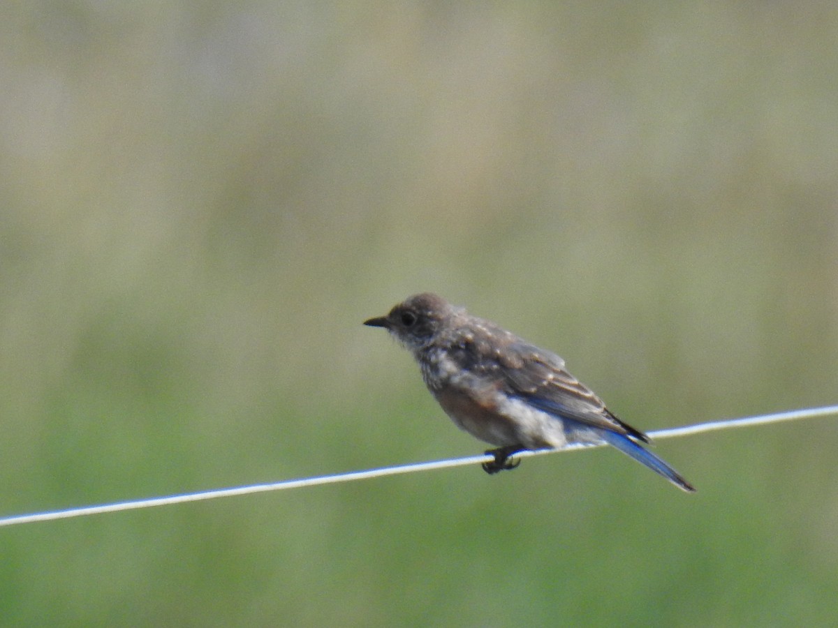 Eastern Bluebird - ML173029561