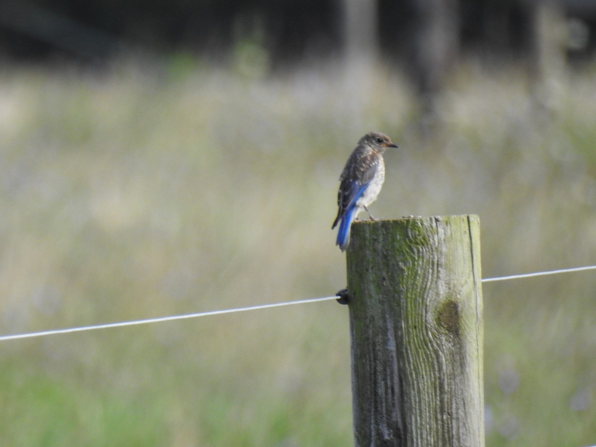 Eastern Bluebird - ML173029571