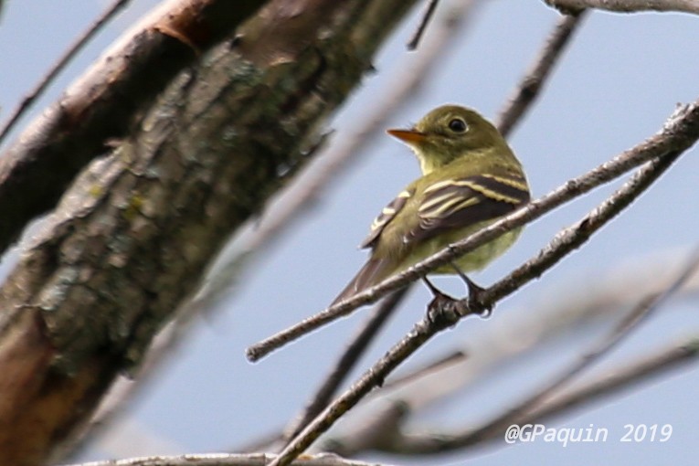 Yellow-bellied Flycatcher - ML173029611