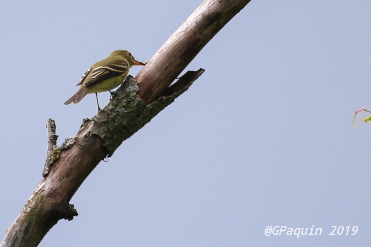 Yellow-bellied Flycatcher - ML173029621