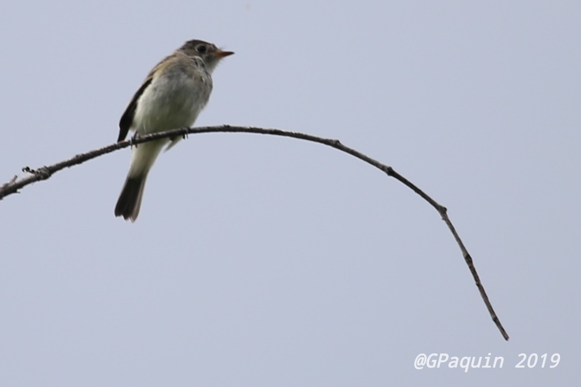 Least Flycatcher - ML173029881