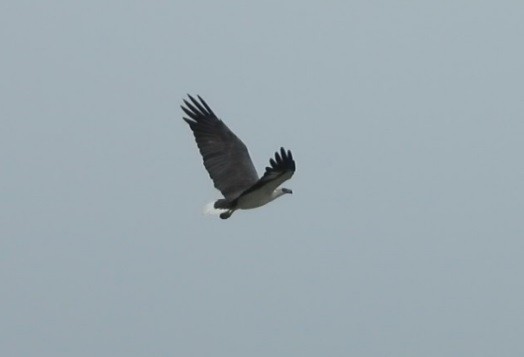 White-bellied Sea-Eagle - ML173030581