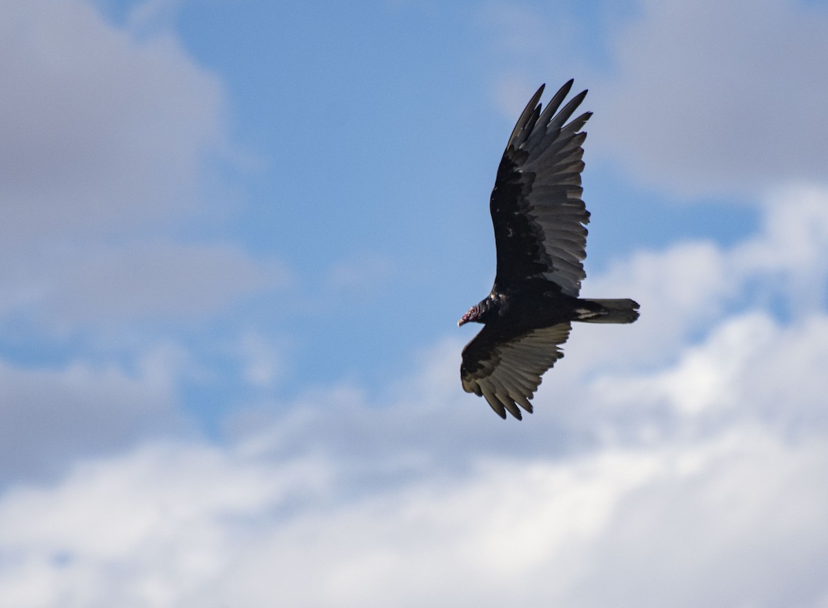 Turkey Vulture - Owen Sinkus