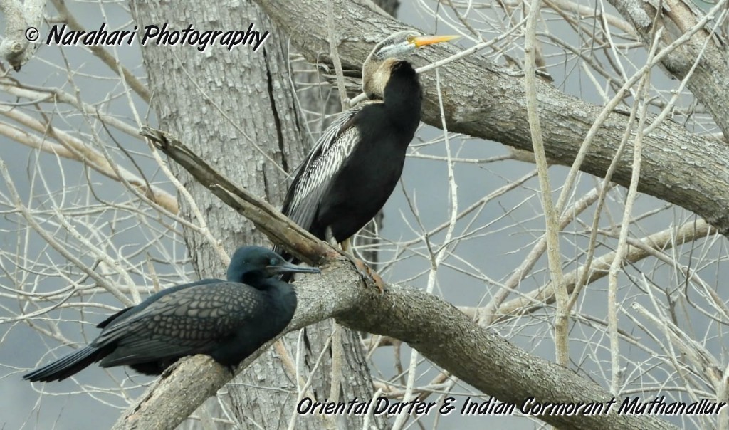 Oriental Darter - ML173032341