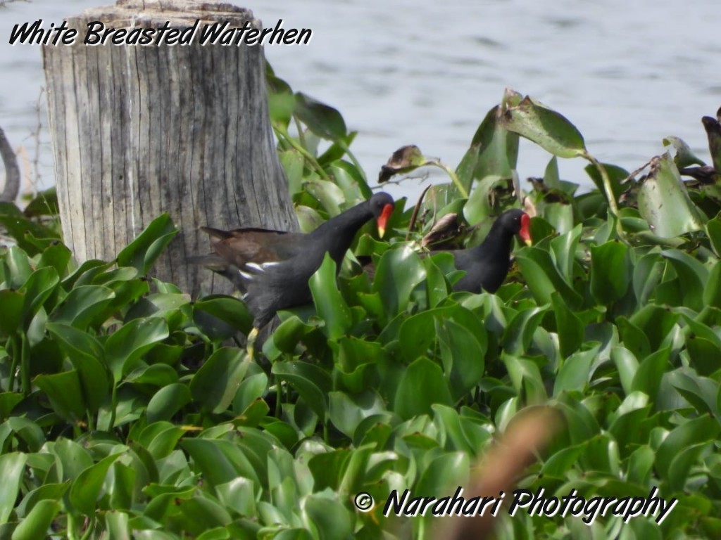 Eurasian Moorhen - Narahari M P