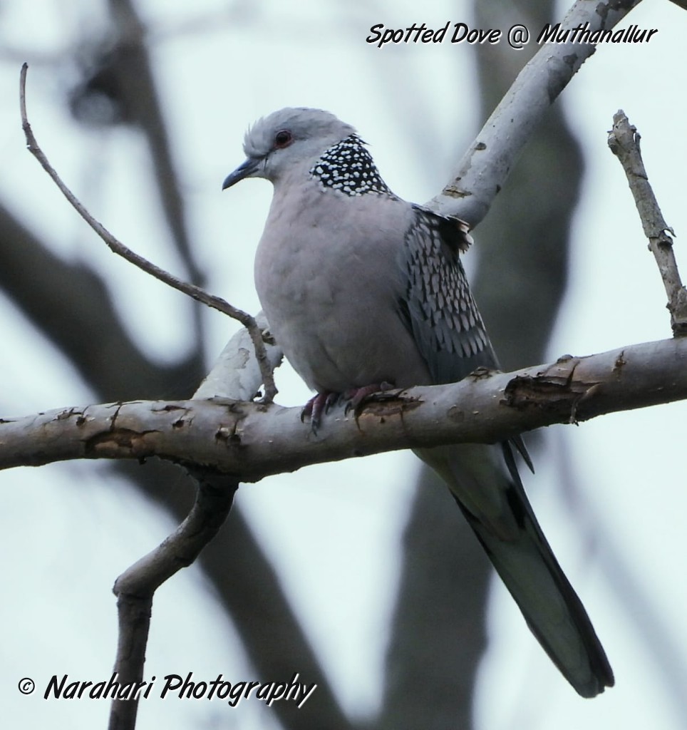 Spotted Dove - ML173032901