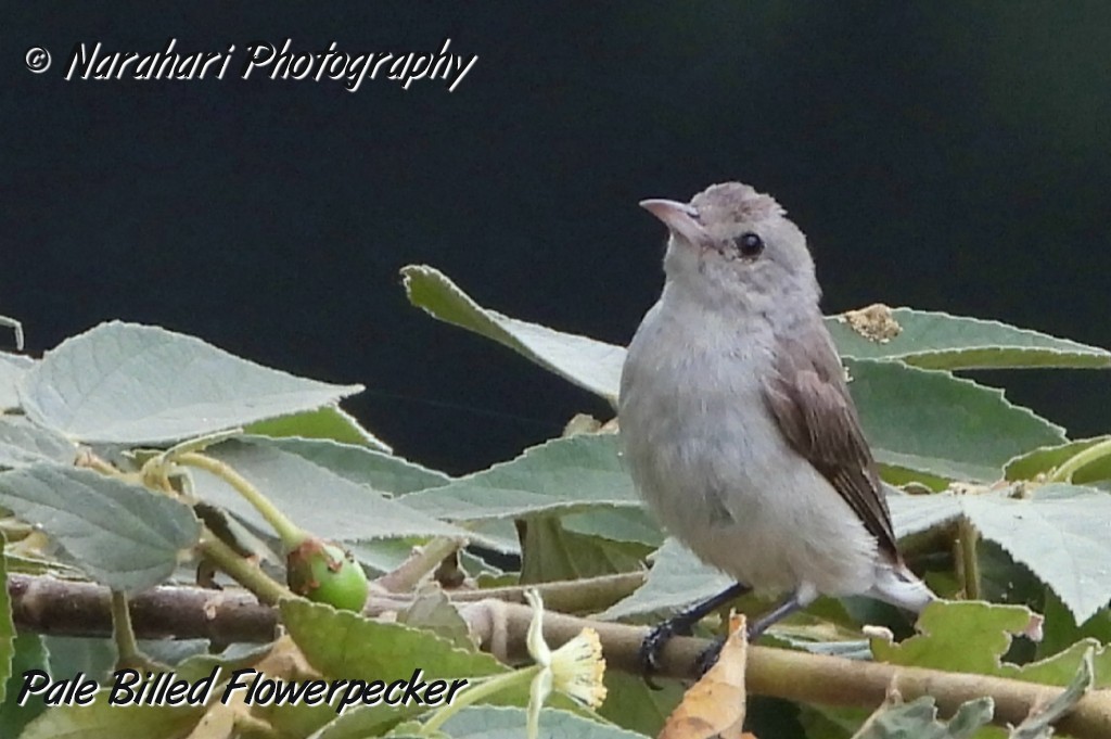 Pale-billed Flowerpecker - ML173033441