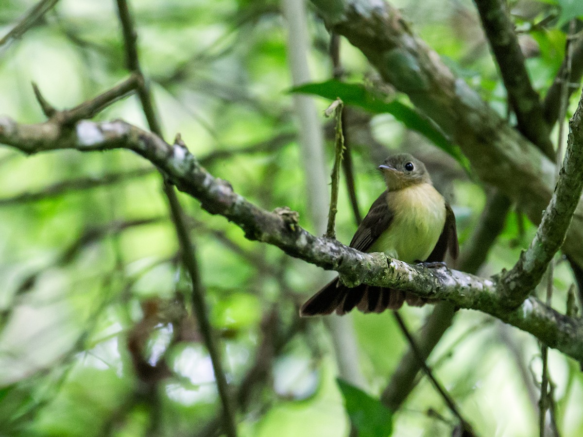 Black-tailed Flycatcher (Black-tailed) - ML173033471