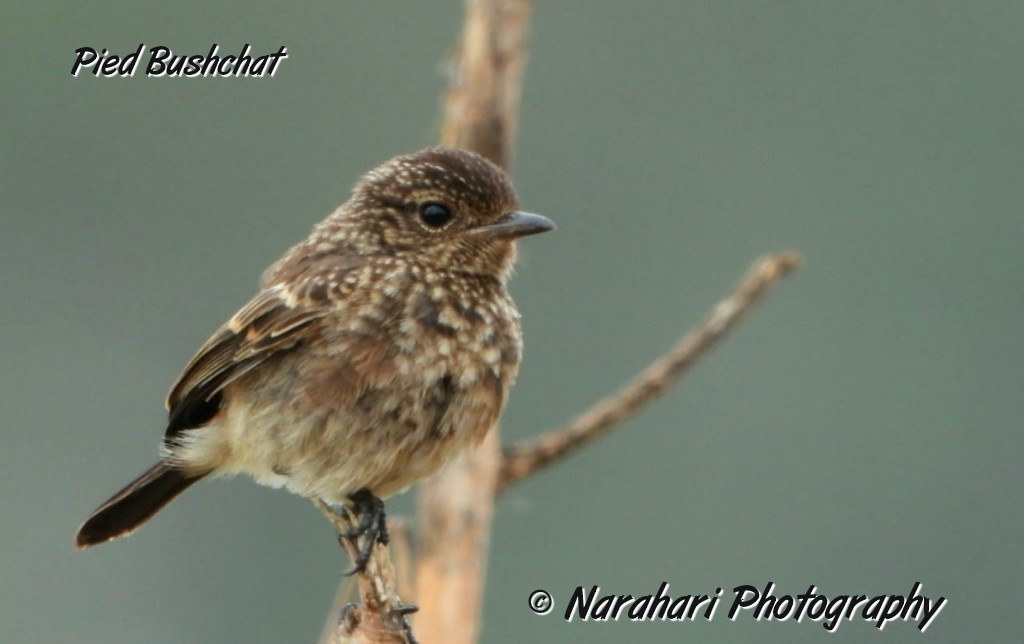 Pied Bushchat - ML173033481