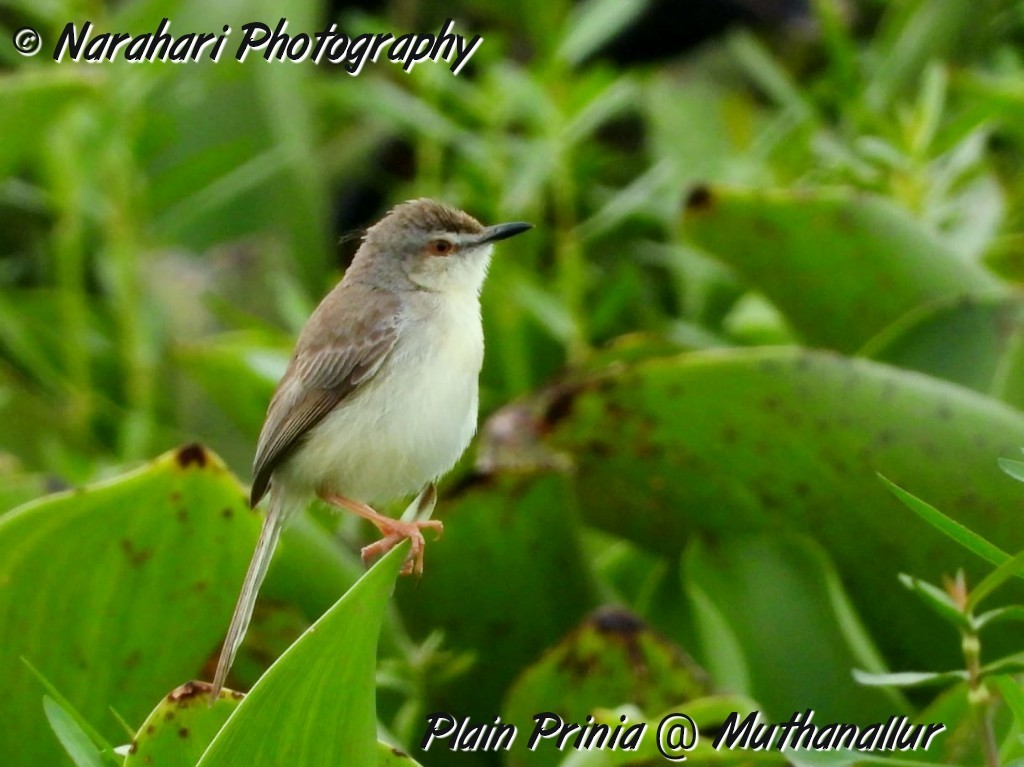 Plain Prinia - ML173033651