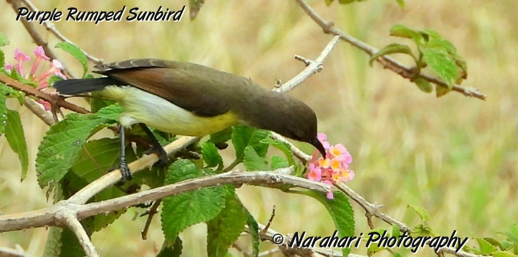 Indiennektarvogel - ML173034121