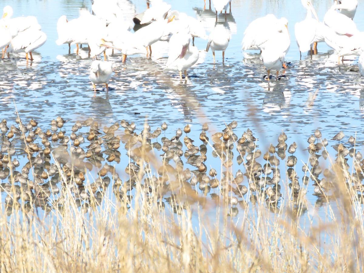 Short-billed/Long-billed Dowitcher - Morgan Kain