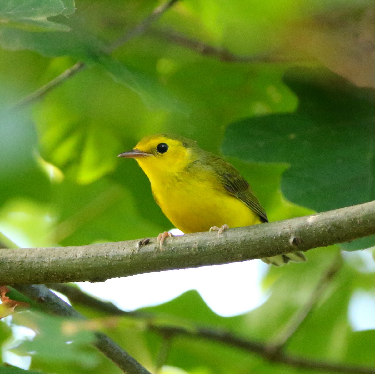 Hooded Warbler - Lowell Burket