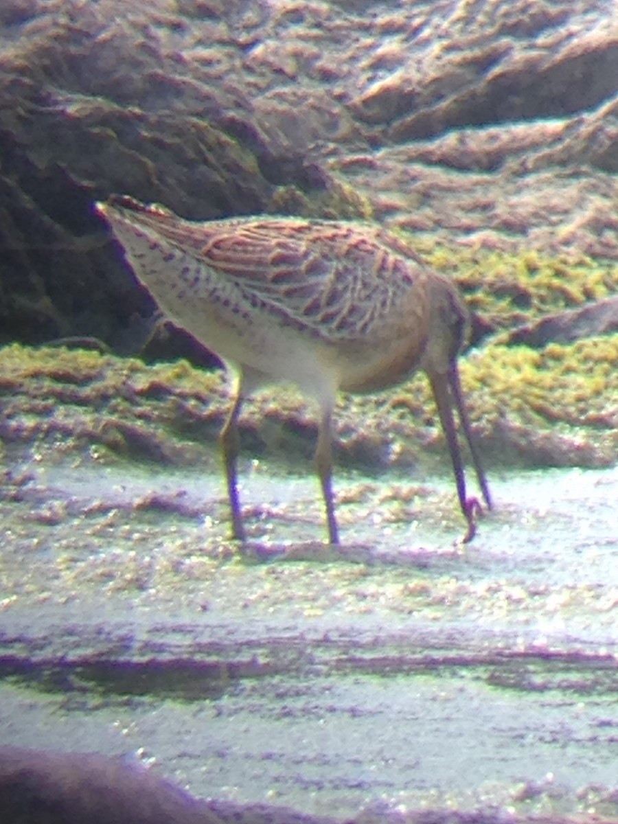 Short-billed Dowitcher - ML173037611