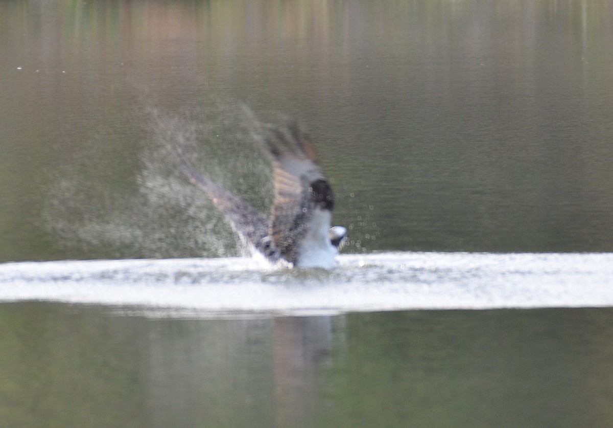 Osprey - Andrew Mack