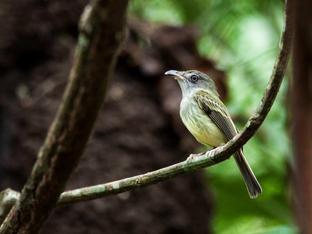 Northern Bentbill - Nick Athanas