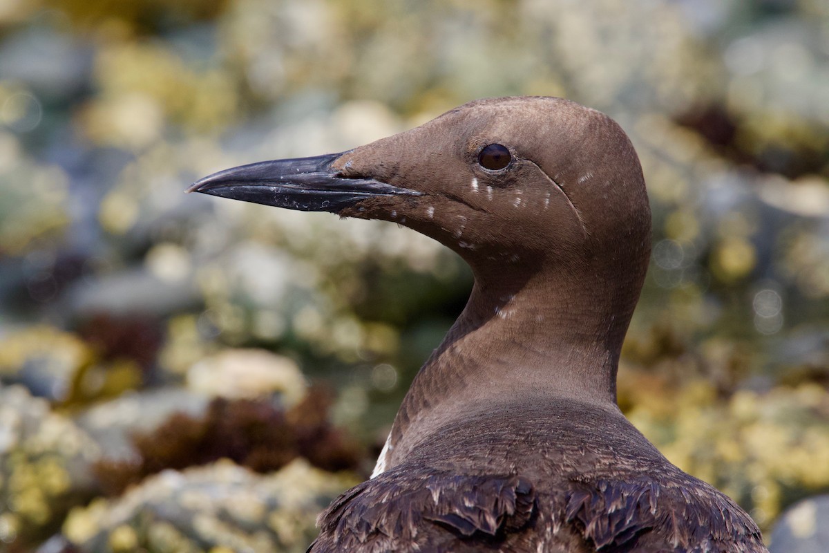 Common Murre - Nicole Beaulac