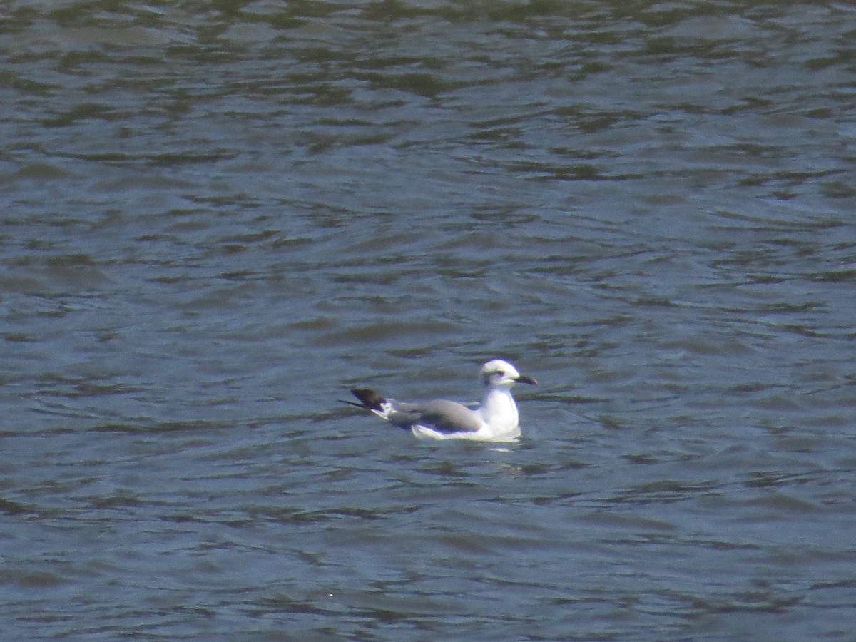 Laughing Gull - ML173042111