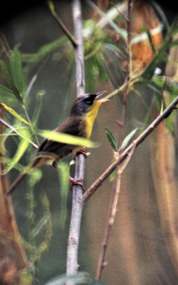 Gray-crowned x Common Yellowthroat (hybrid) - Jim Stasz