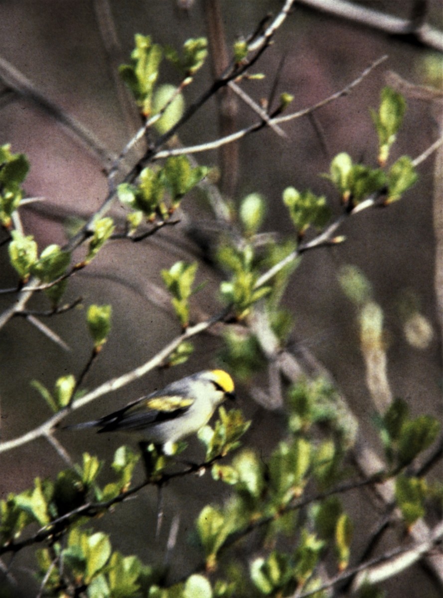 Brewster's Warbler (hybrid) - ML173044741