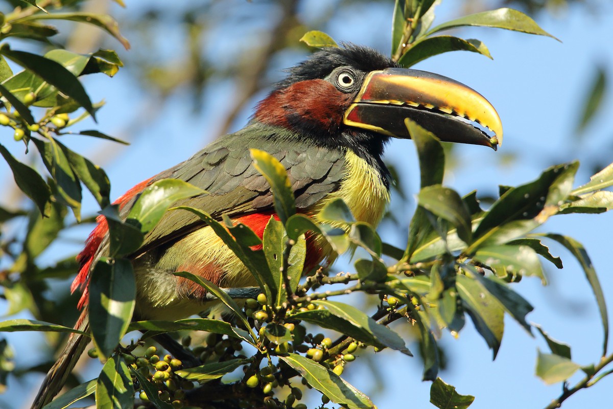 Chestnut-eared Aracari - ML173045181