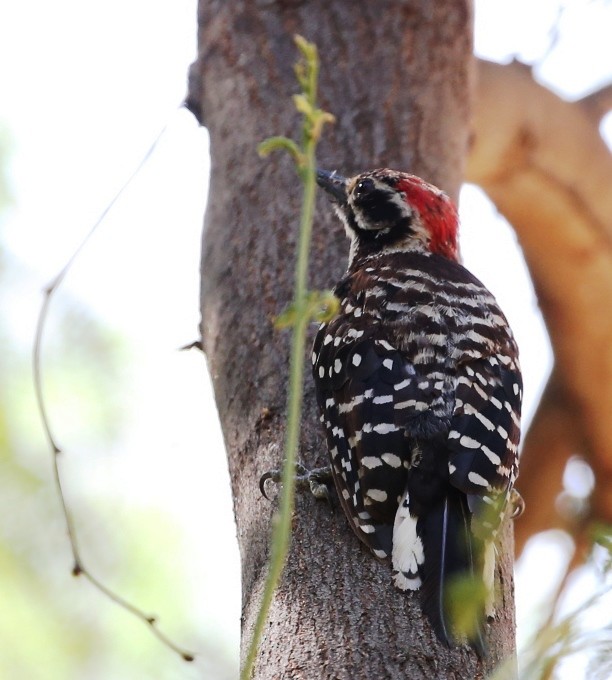 Nuttall's Woodpecker - Dennis Cooke