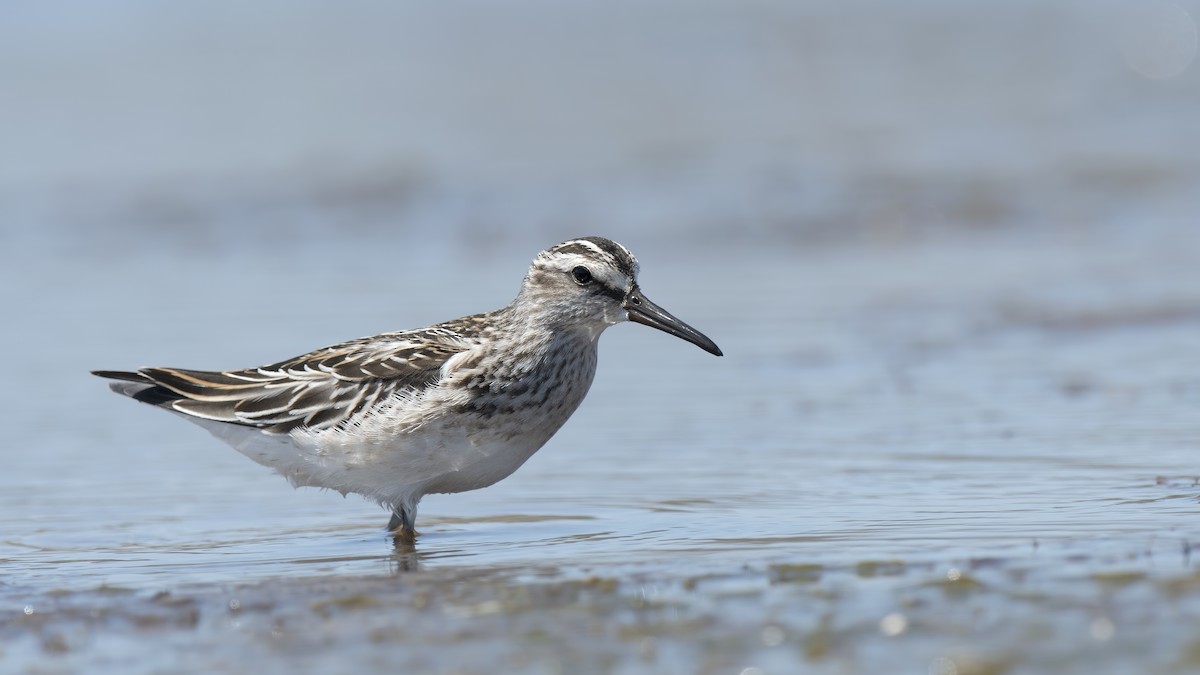 Broad-billed Sandpiper - ML173047441