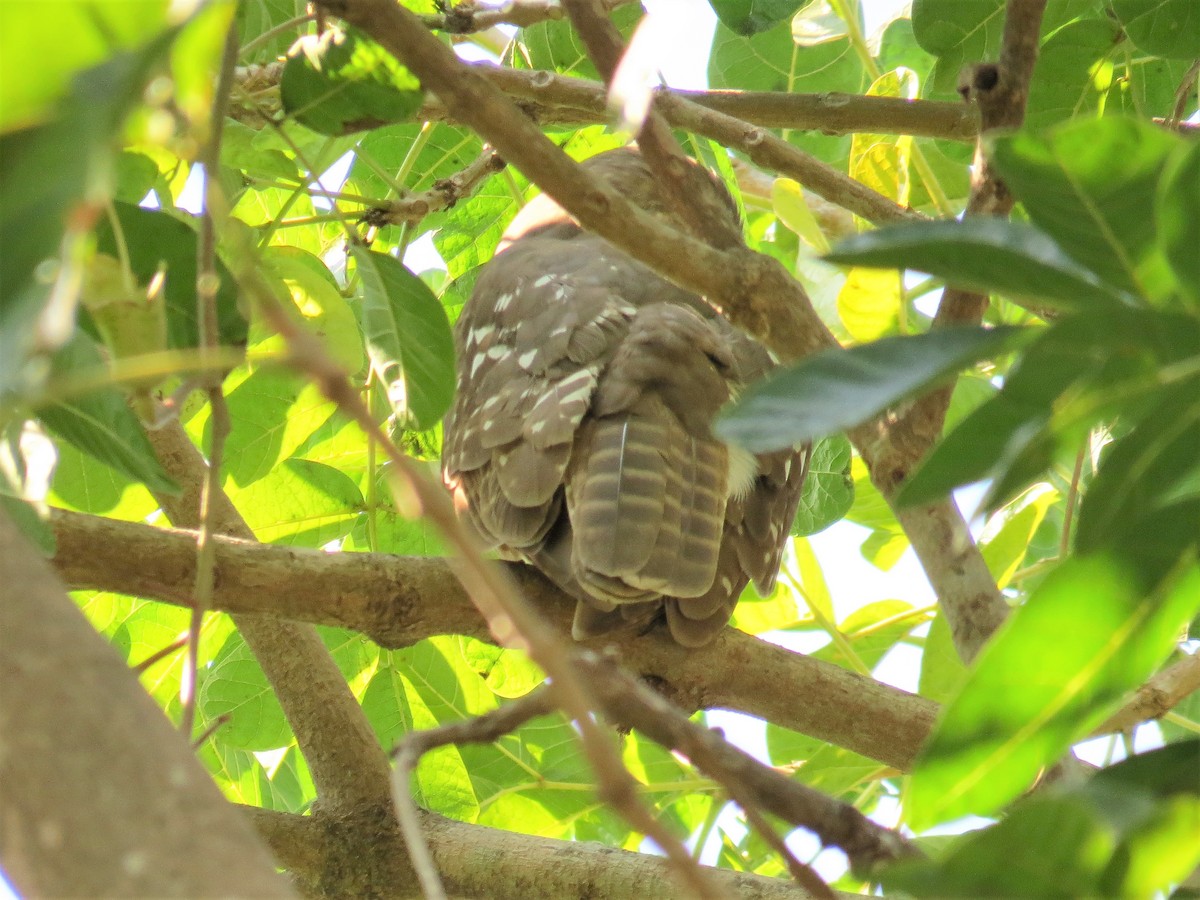 Barking Owl - ML173048351