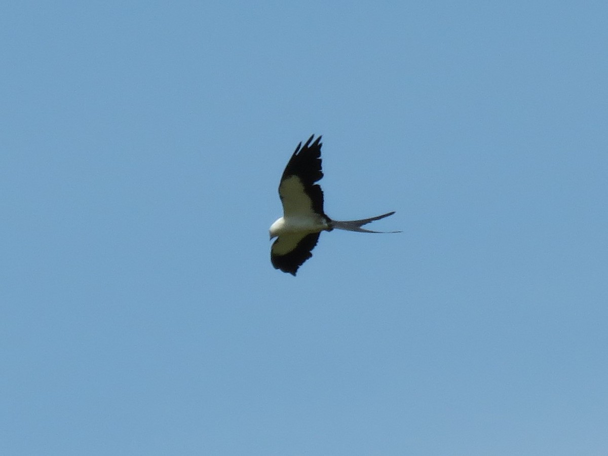 Swallow-tailed Kite - ML173050531