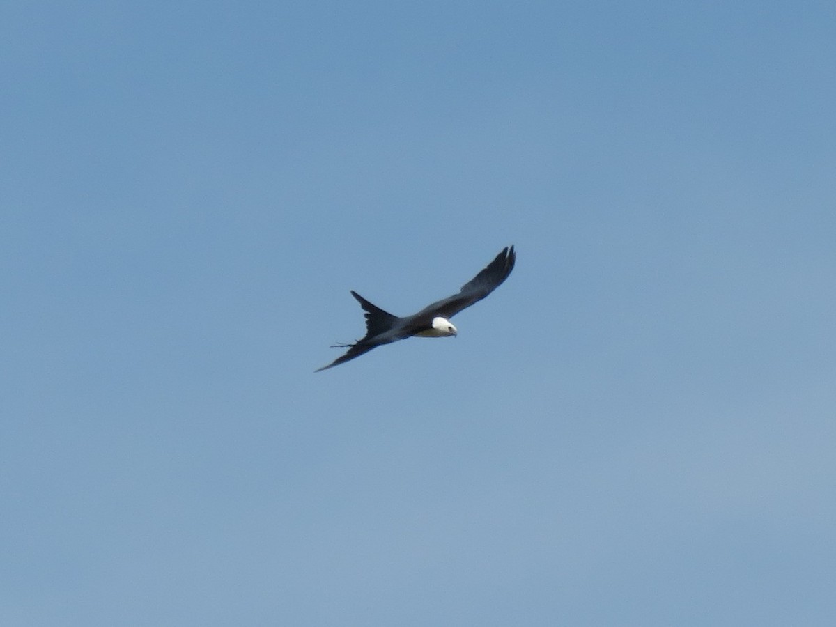 Swallow-tailed Kite - ML173050571