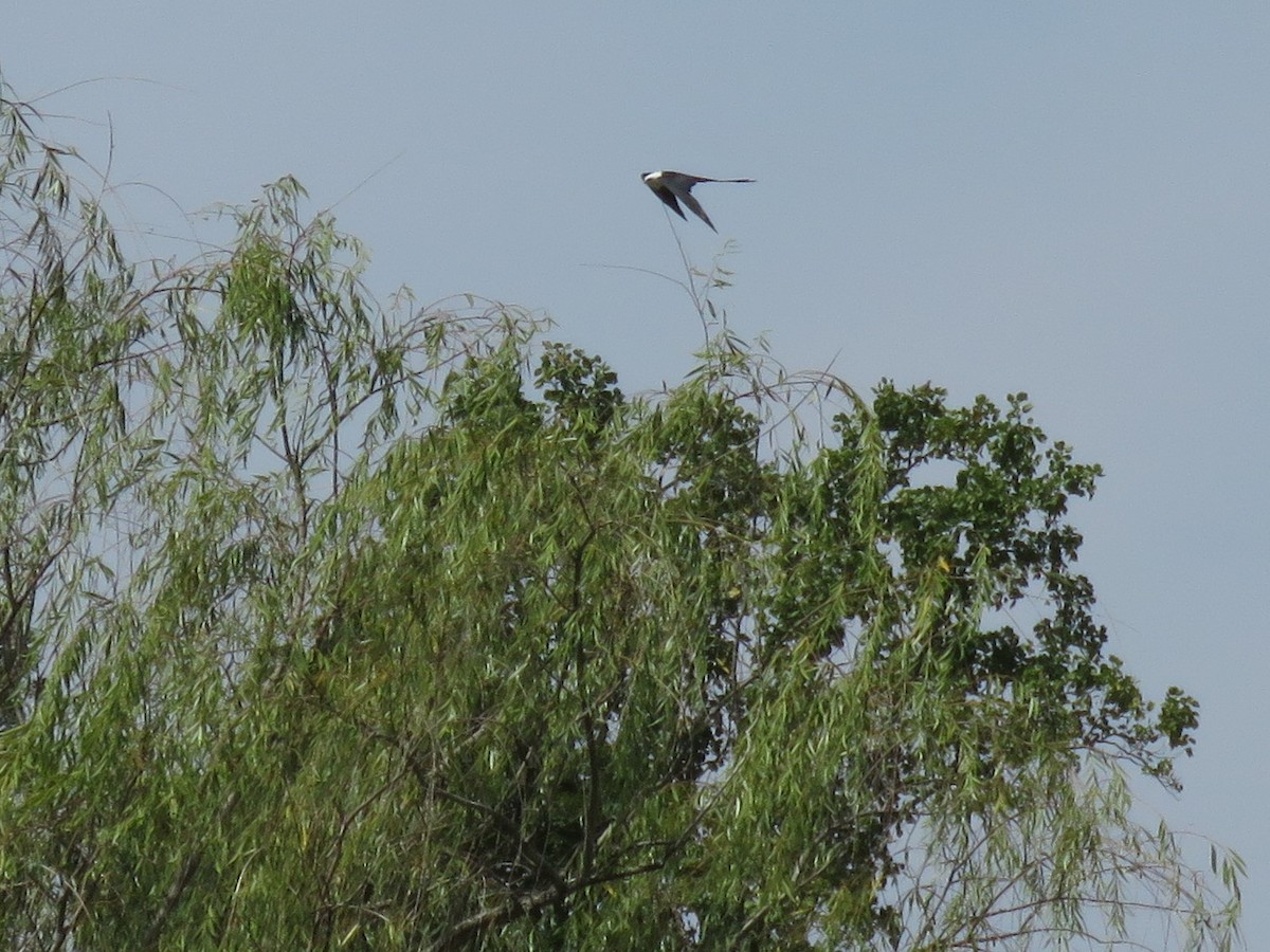 Swallow-tailed Kite - ML173050641