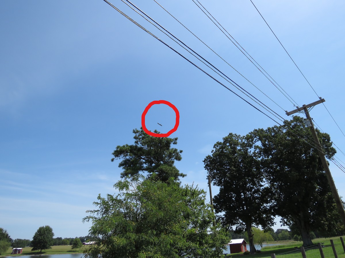 Swallow-tailed Kite - ML173050841